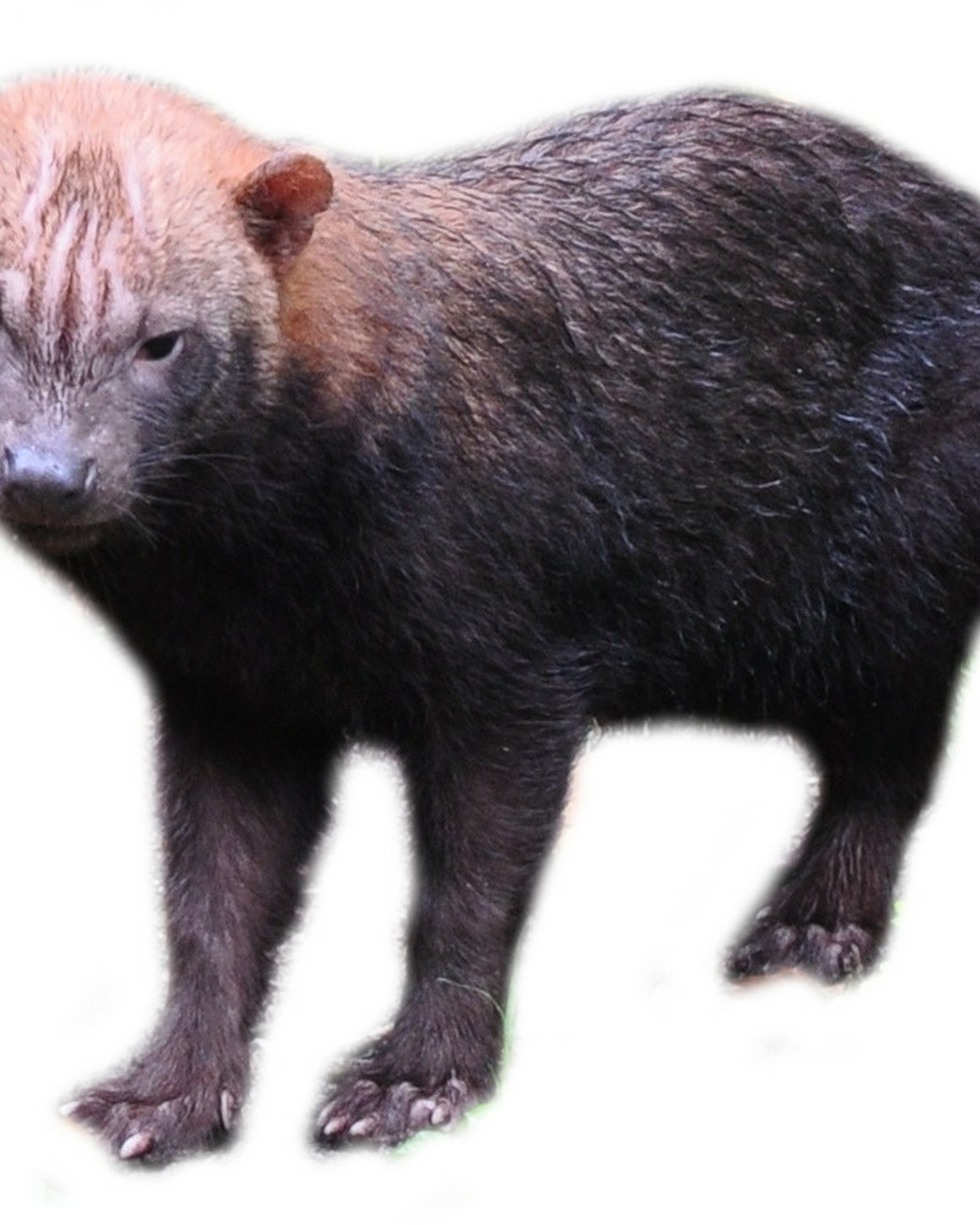 Unser Patentier, der Waldhund Pero, aus der Wilhelma Stuttgart. Waldhund Pero